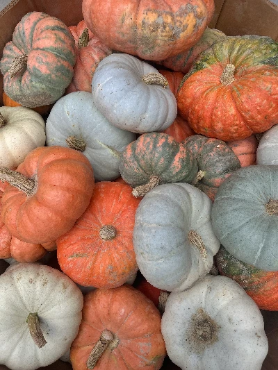 Shalom Farms Harvest Festival image
